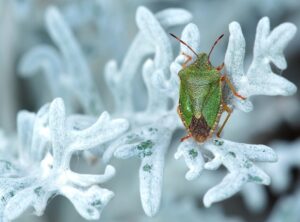 Clienage9 Bug Fixes
