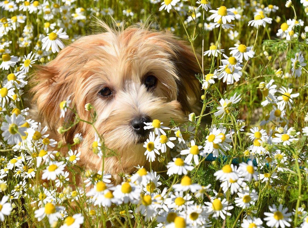 donez bichon constanta